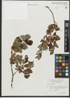 Foto von Salix rhaetica Andersson